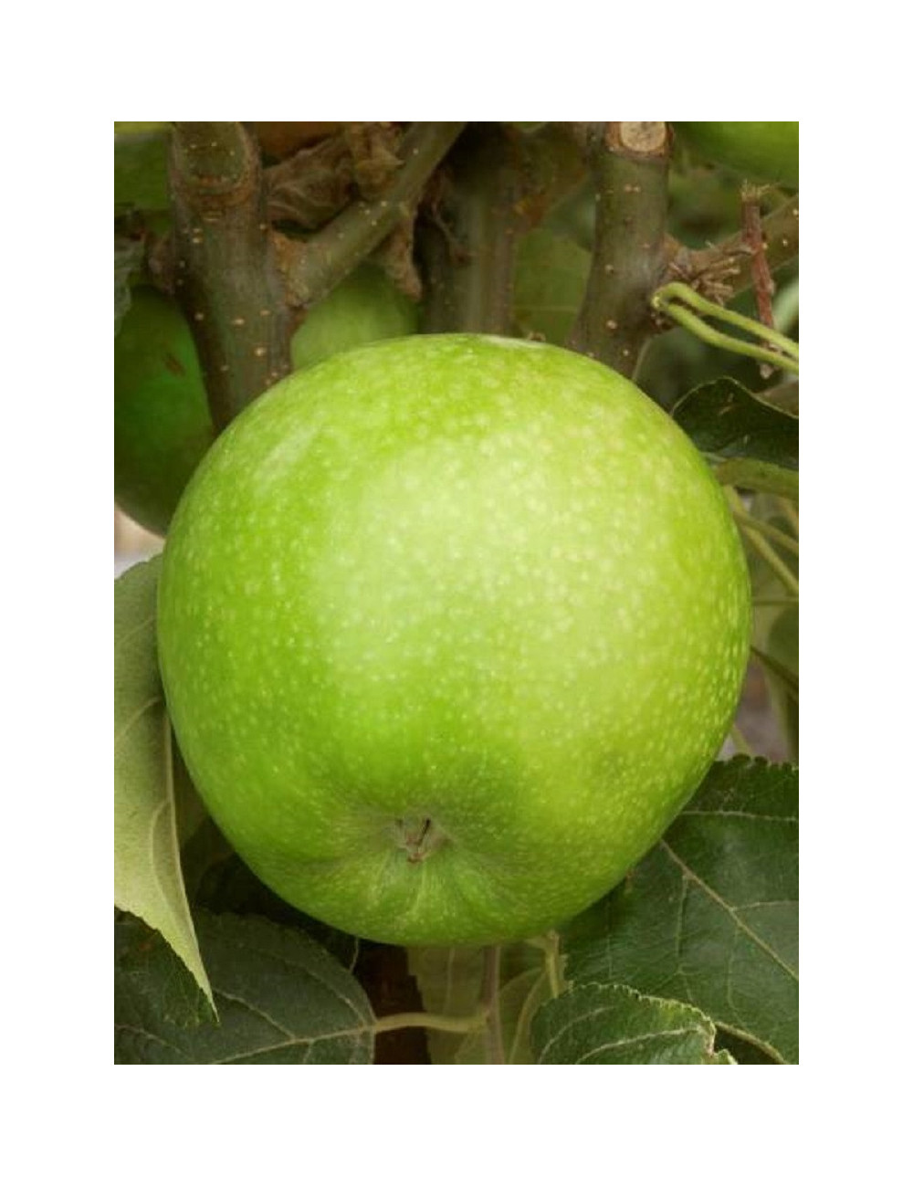 POMMIER GRANNY SMITH