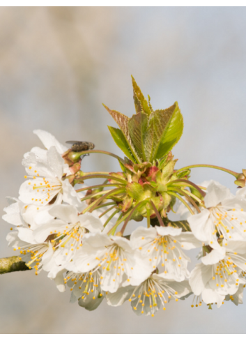 PRUNUS avium