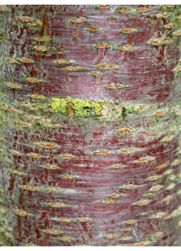 PRUNUS avium