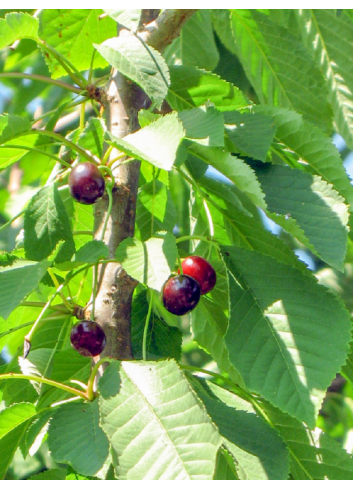 PRUNUS avium