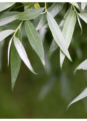 SALIX alba