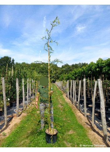 SALIX sepulcralis TRISTIS En pot de 15-20 litres forme baliveau