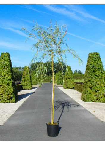 SALIX sepulcralis TRISTIS En pot de 25-30 litres forme tige hauteur du tronc 180-200 cm