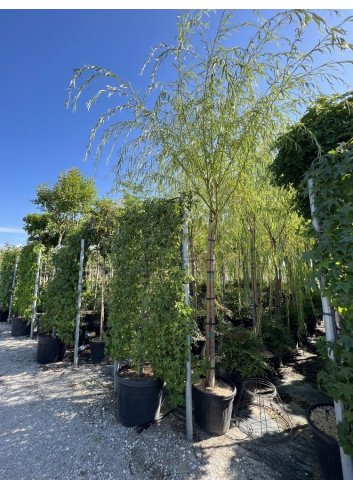 SALIX sepulcralis TRISTIS En pot de 35-50 litres forme tige hauteur du tronc 180-200 cm