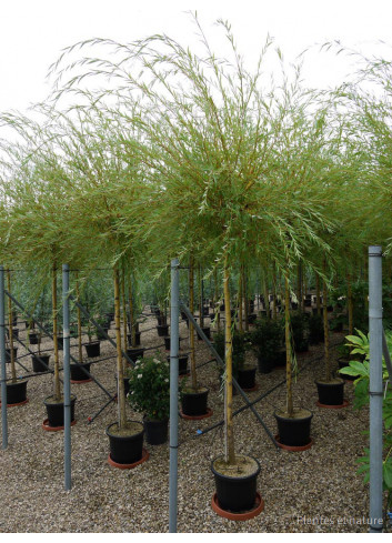 SALIX sepulcralis TRISTIS En pot de 35-50 litres forme tige hauteur du tronc 180-200 cm