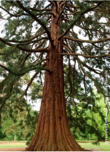 SEQUOIADENDRON giganteum