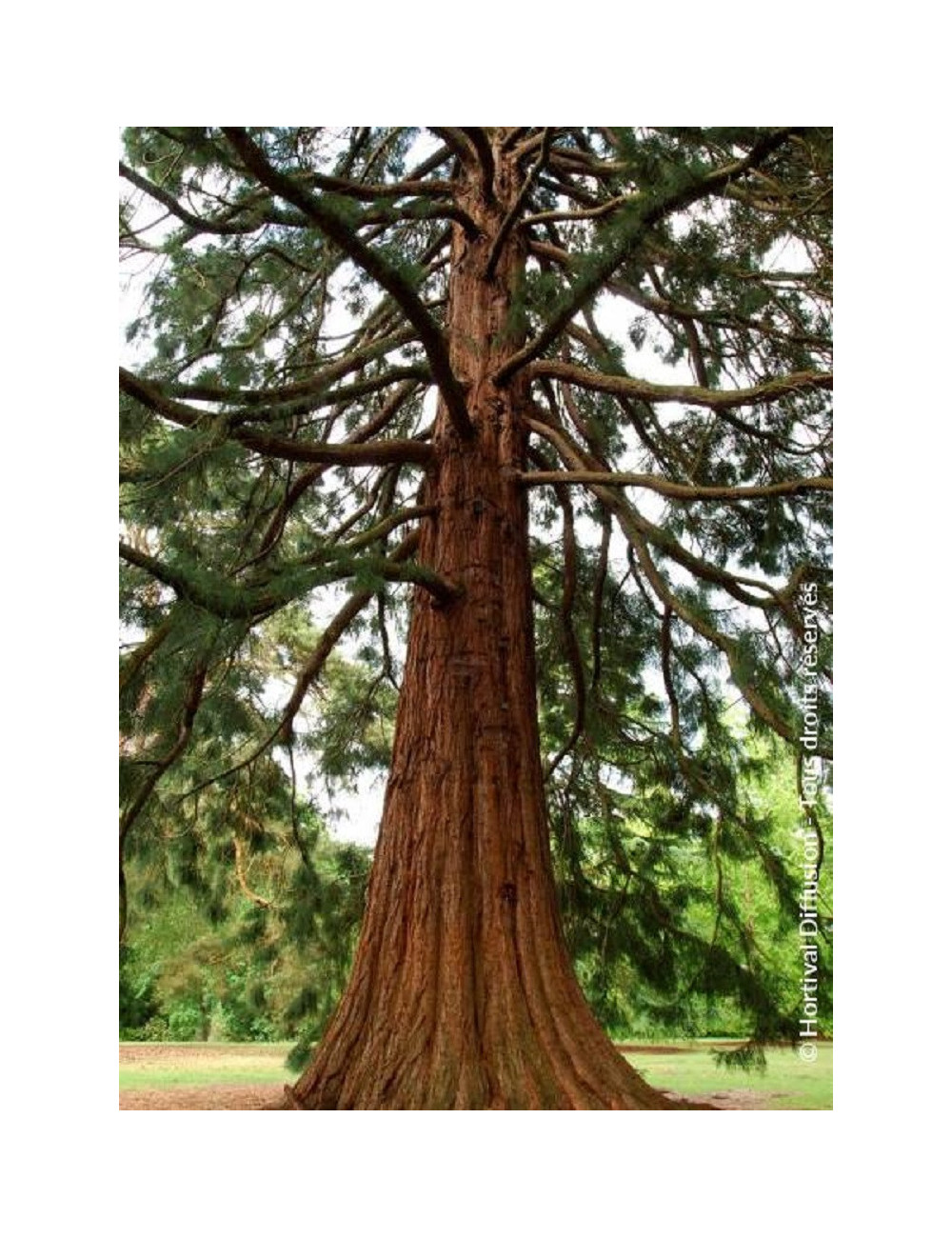 SEQUOIADENDRON giganteum