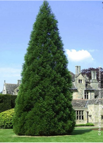 SEQUOIADENDRON giganteum