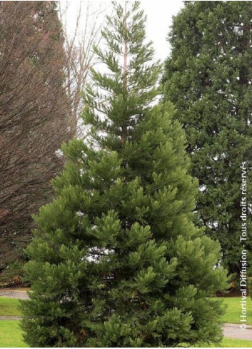 SEQUOIADENDRON giganteum