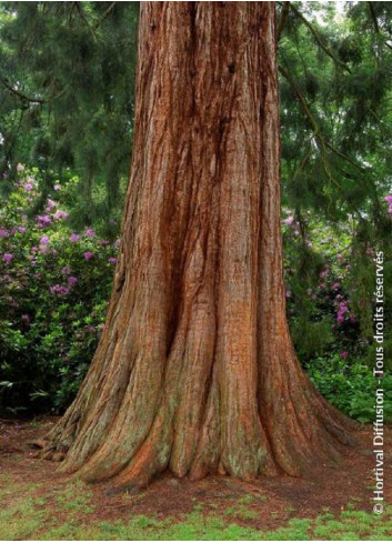 SEQUOIADENDRON giganteum