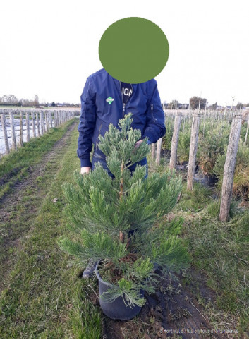 SEQUOIADENDRON giganteum En pot de 15-20 litres