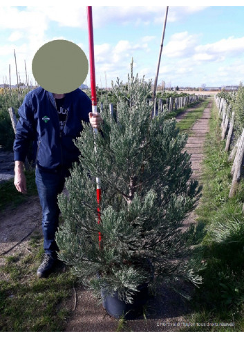 SEQUOIADENDRON giganteum En pot de 25-30 litres