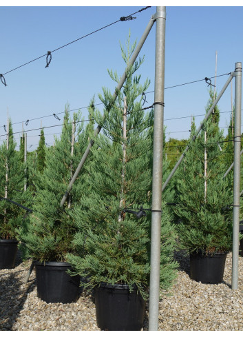 SEQUOIADENDRON giganteum En pot de 35-50 litres