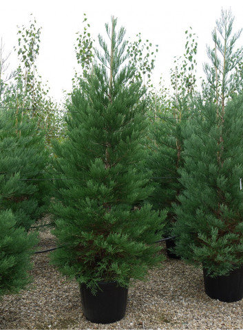 SEQUOIADENDRON giganteum En pot de 70-90 litres