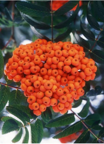 SORBUS aucuparia