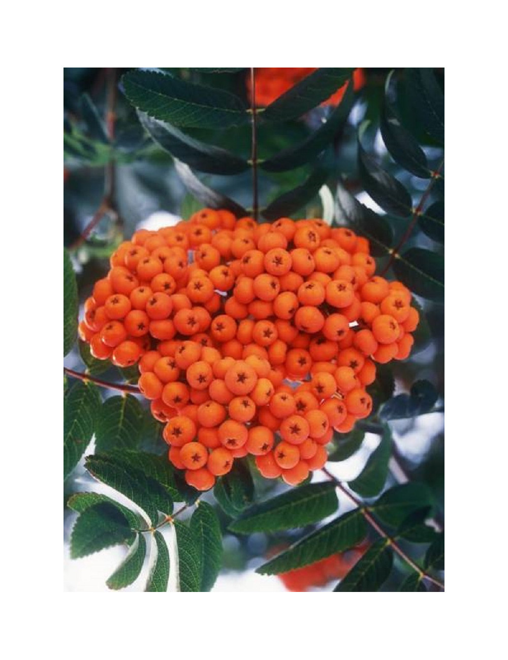 SORBUS aucuparia