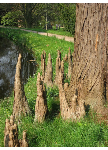 TAXODIUM distichum