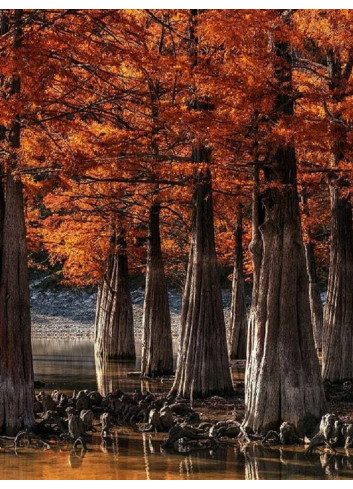 TAXODIUM distichum