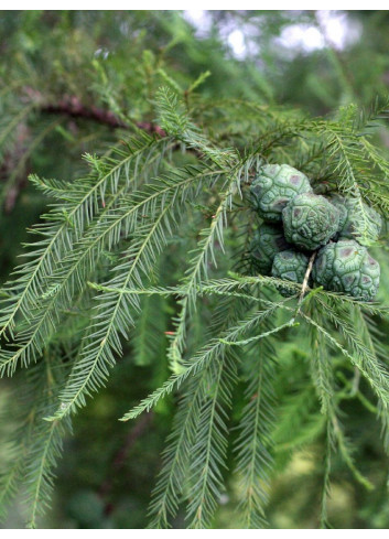 TAXODIUM distichum