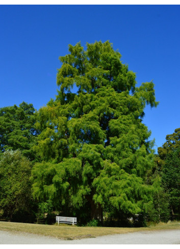 TAXODIUM distichum