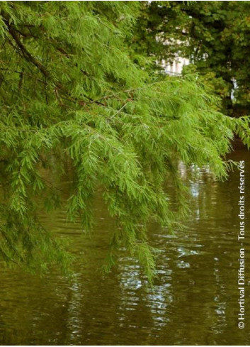 TAXODIUM distichum