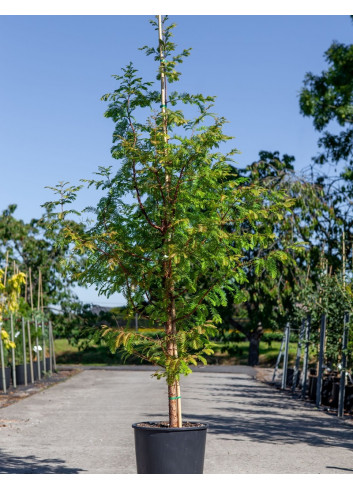 TAXODIUM distichum En pot de 15-20 litres