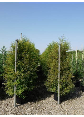 TAXODIUM distichum En pot de 35-50 litres