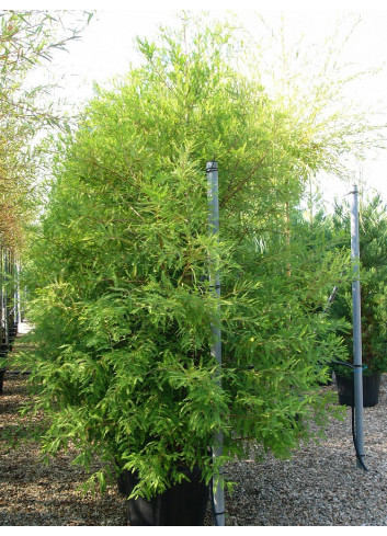 TAXODIUM distichum En pot de 70-90 litres