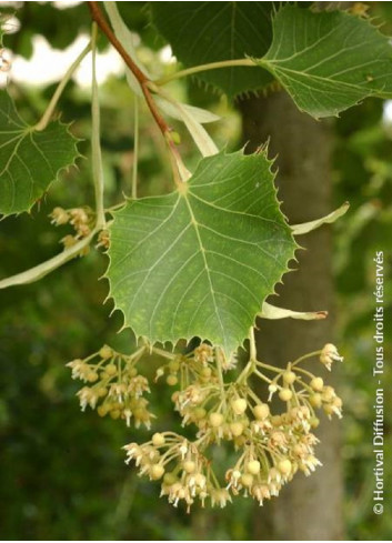 TILIA henryana