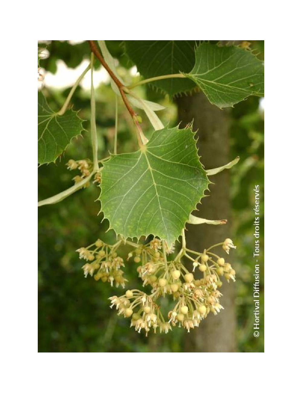 TILIA henryana