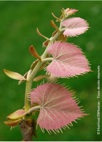 TILIA henryana