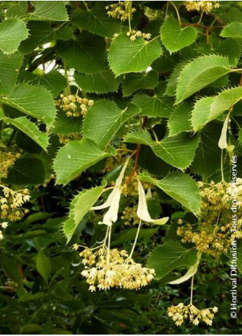 TILIA henryana