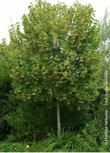 TILIA henryana