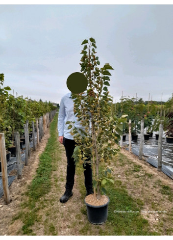 TILIA henryana En pot de 15-20 litres forme baliveau