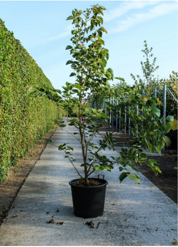 TILIA henryana En pot de 50-70 litres