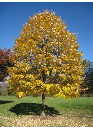 TILIA tomentosa