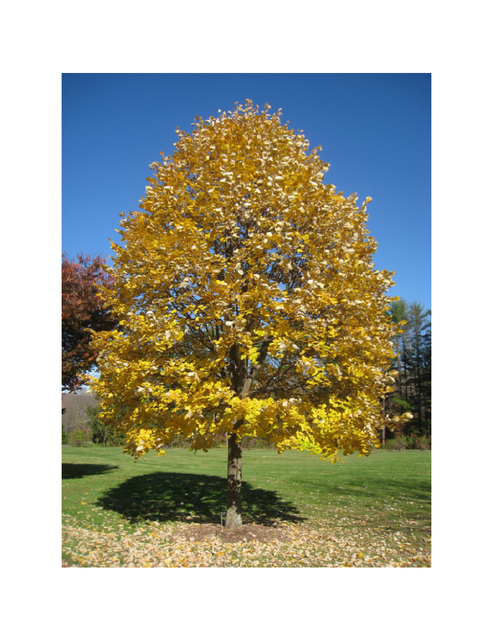 TILIA tomentosa