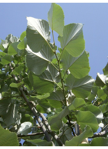 TILIA tomentosa