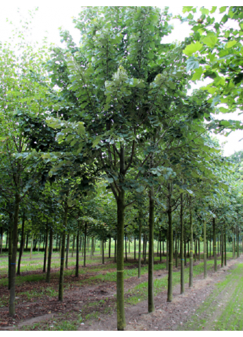 TILIA tomentosa