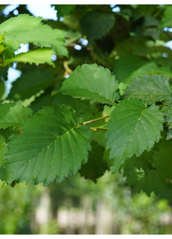 ULMUS LUTÈCE