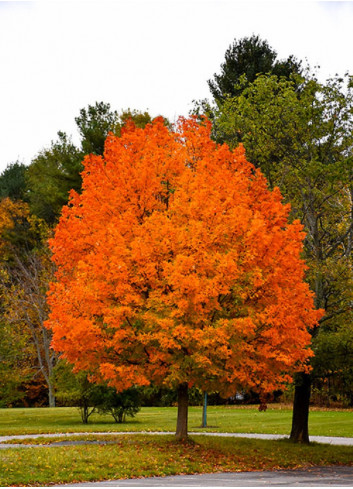 ACER saccharum