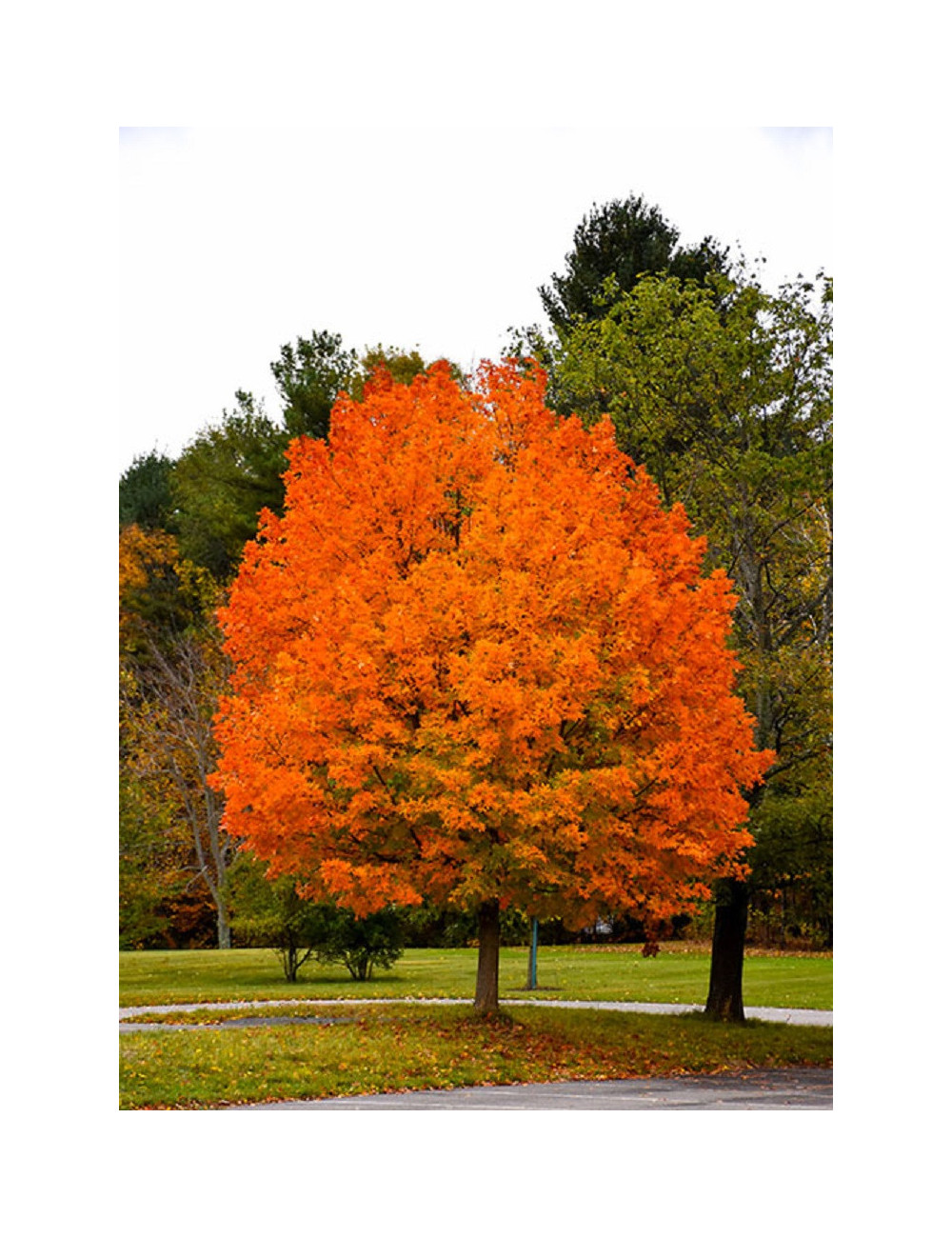 ACER saccharum