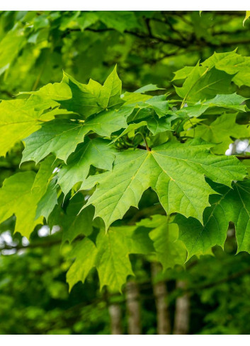 ACER saccharum