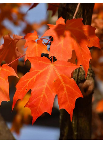 ACER saccharum