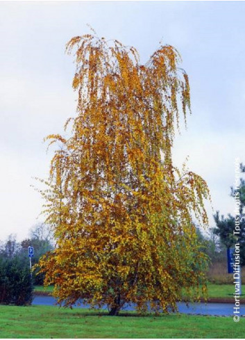 BETULA verrucosa ou pendula