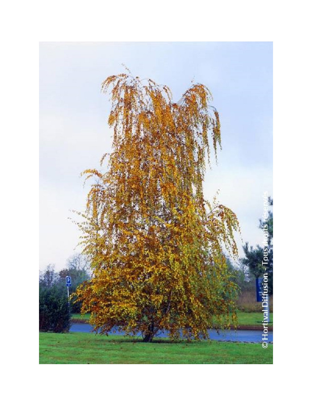 BETULA verrucosa ou pendula