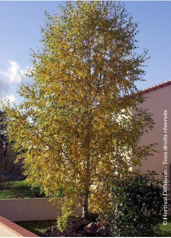 BETULA verrucosa ou pendula