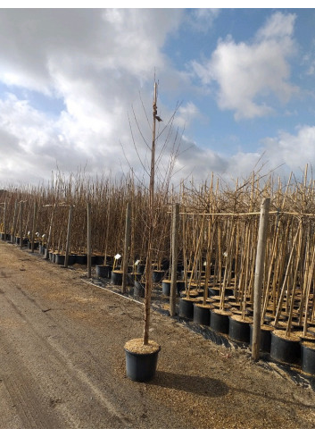 BETULA verrucosa ou pendula En pot de 15-20 litres forme forme baliveau