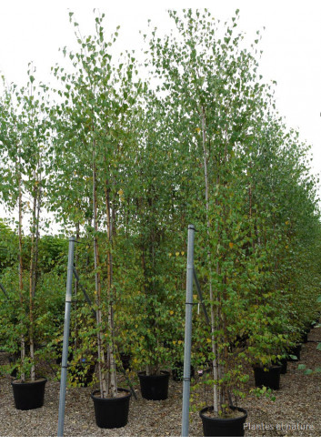 BETULA verrucosa ou pendula En pot de 35-50 litres forme cépée