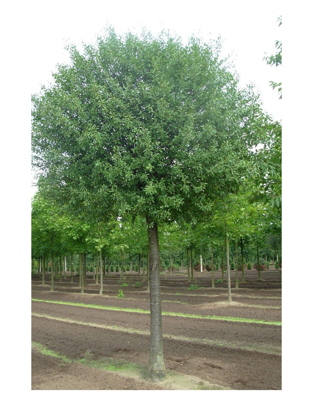 PRUNUS fruticosa GLOBOSA